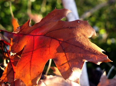 A January Autumn | A Red Oak leaf turning into many beautifu… | Flickr