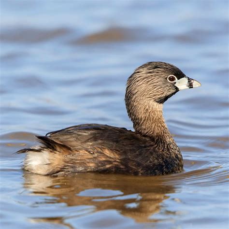 Pied-billed Grebe – California Ricelands Waterbird Foundation