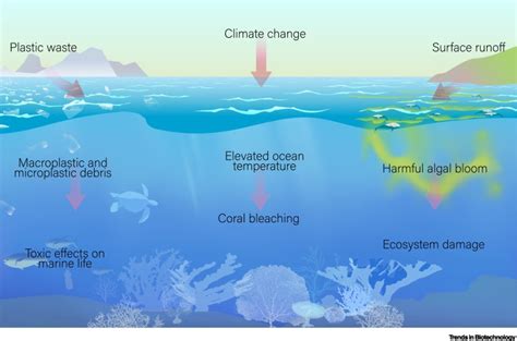 Ocean Ecosystem Biotic And Abiotic Factors