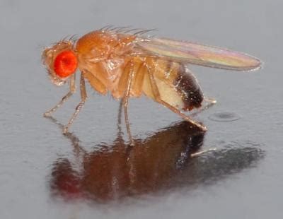 Study of fruit fly chromosomes improves understanding of evolution and ...