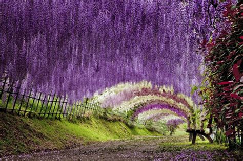 The Wisteria Flower Tunnel at Kawachi Fuji Garden » TwistedSifter