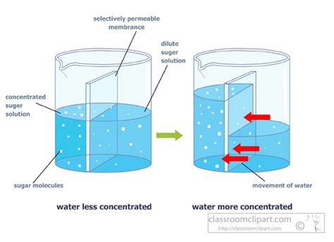 Science : osmosis-diagram-semi-permeable-membrane : Classroom Clipart