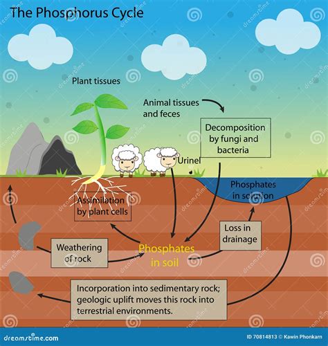 Importance Of Phosphorus Cycle