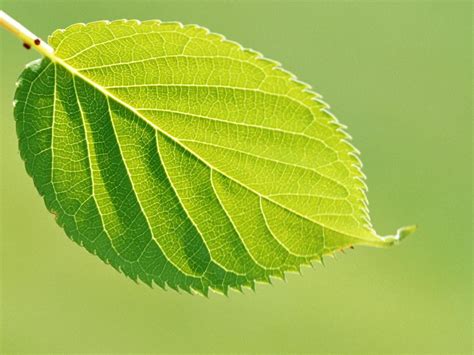 Free photo: Single green leaf - Fresh, Garden, Green - Free Download ...