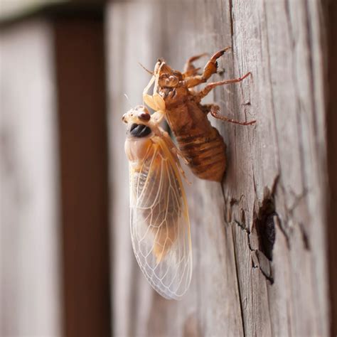 Why Do Cicadas Molt? - Cicada Exoskeletons, Explained by Experts