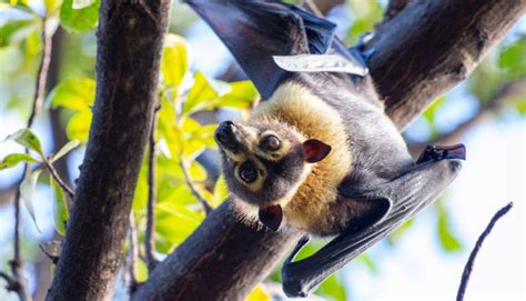 Heatwave wipes out third of spectacled fruit bats in Australia - utilitycentre.co.uk