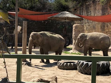 San Antonio Zoo - 2020 All You Need to Know BEFORE You Go (with Photos) - Tripadvisor