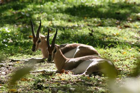 at the St. Louis Zoo | Animal pictures, Animals, Louis