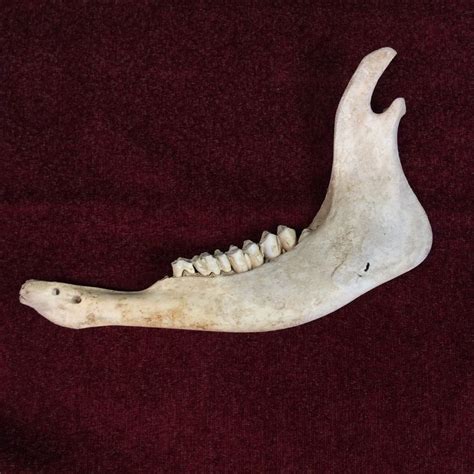 Bison Jawbone | Jaw bone, Skull and bones, Bison