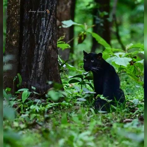 Stunning Rare Wild Black Leopard Photographed in India