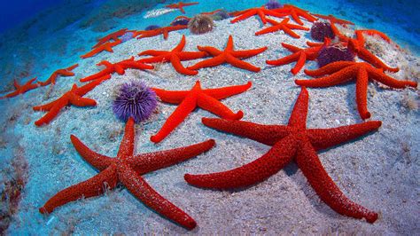 Red Starfish – Bing Wallpaper Download