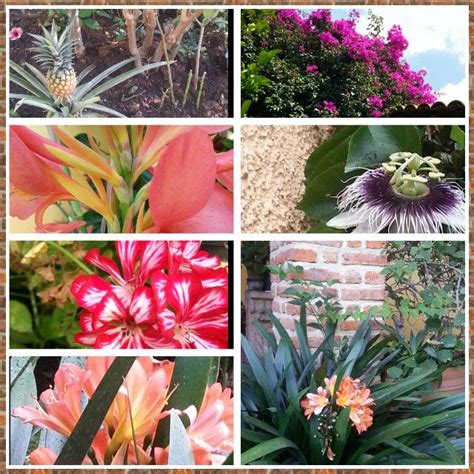 Flora and fauna at my Tia Judith's house in Guadalajara, July 2014 | Flora, Fauna, Plants