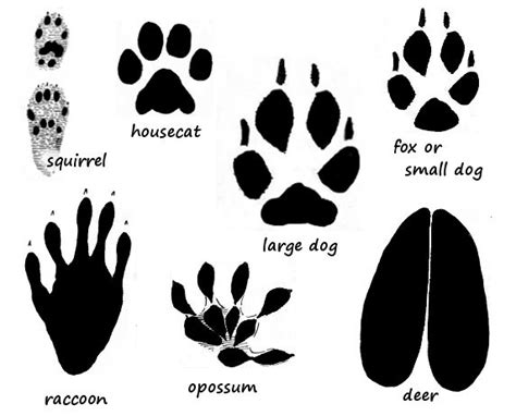 Coyote Paw Prints In Snow