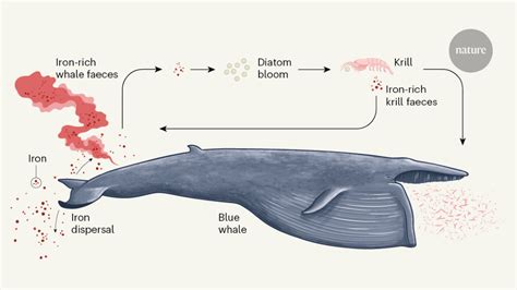 Blue Whales Eating Krill