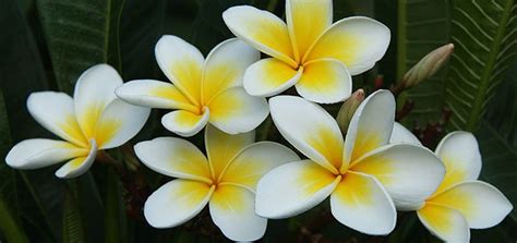 Plumeria Alba, बेर का पौधा, प्लमेरिया प्लांट in Tal Shahuwadi, Kolhapur , Shailesh Nursery | ID ...