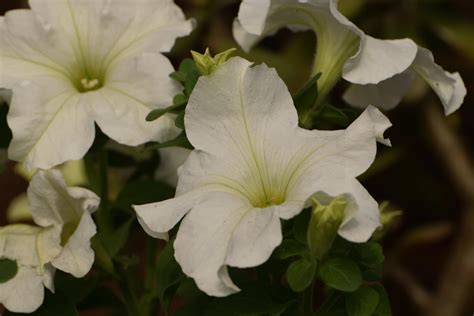 Close-Up Photograph of Petunia Flowers in Bloom · Free Stock Photo