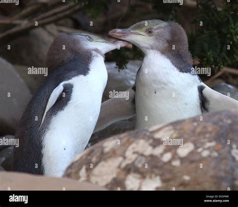 Yellow-eyed penguin babies Curio Bay, New Zealand Stock Photo - Alamy