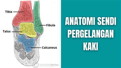 Anatomi Ankle Joint atau Sendi Pergelangan Kaki Pada Manusia - Anatomi ...