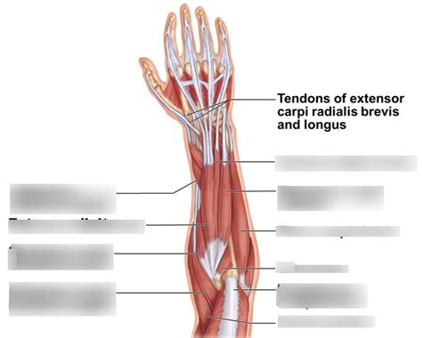 arm muscles Diagram | Quizlet