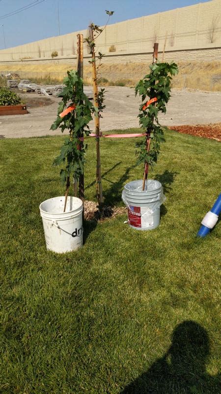 Silver Maple Trees for Sale – FastGrowingTrees.com