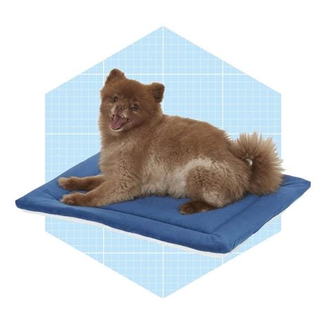 The 6 Best Heated Dog Beds to Keep Your Pup Warm in the Winter