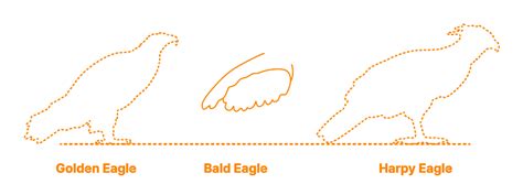 Gyrfalcon Size Comparison