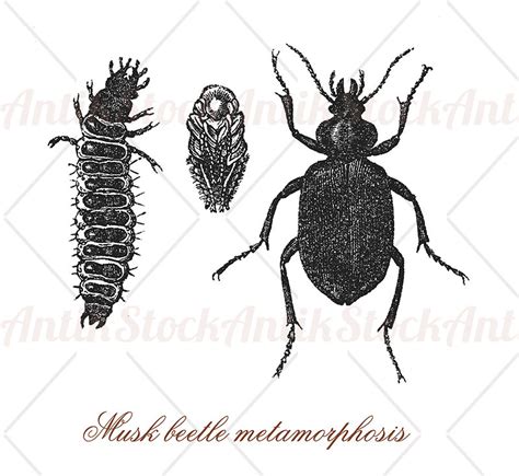 Musk beetle metamorphosis – AntikStock