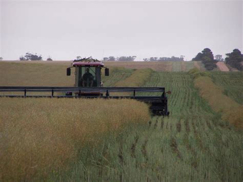 Broad Acre Babe!: Harvesting Canola