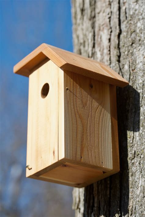 White-breasted Nuthatch Cedar Bird House | Etsy