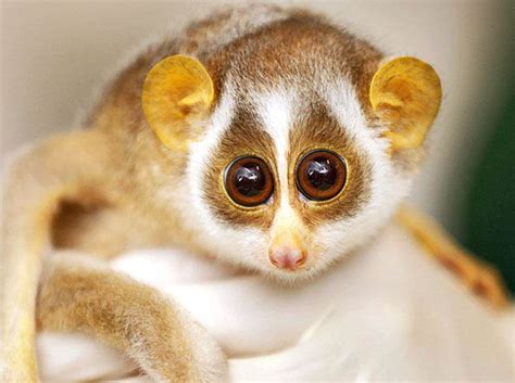 Help Conserve The Endangered Loris | Milaap