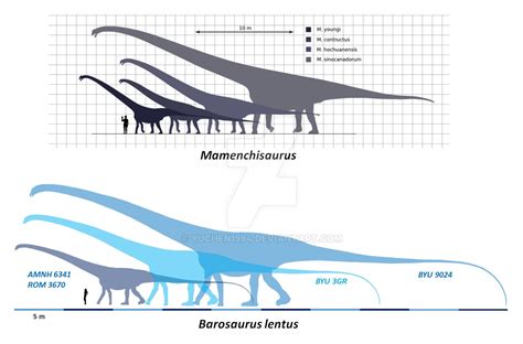 Comparison of Mamenchisaurus and Barosaurus by YuChen1984 on DeviantArt