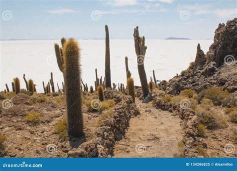 Cactus on Incahuasi Island, Salar De Uyuni, Bolivia Stock Image - Image ...