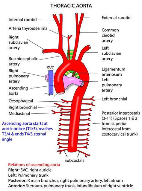 Instant Anatomy - Thorax - Vessels - Arteries - Arch of aorta ...