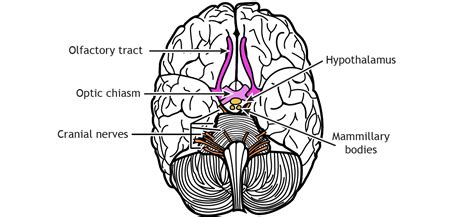 Ventral View Of Brain Diagram