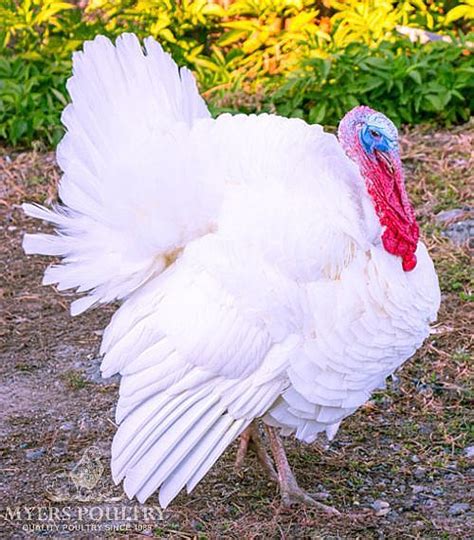 Broad Breasted White | Turkeys for Sale | Myers Poultry