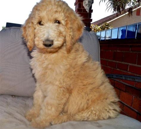 AKC STANDARD POODLE PUPPY MALE 10 WEEKS for Sale in Wildomar ...