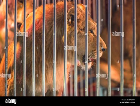 Circus lion hi-res stock photography and images - Alamy