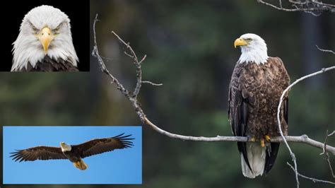 10 Facts about the Bald Eagle - 10 Facts About (Almost) Everything