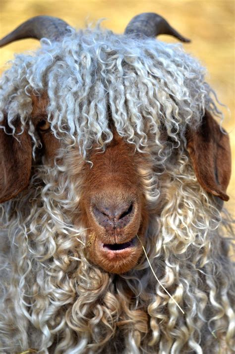 68d04b9b1f7b39d1a03ad25dcd4e1d92.jpg (736×1111) | Angora goats, Goats, Animals