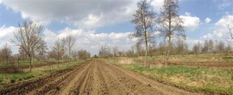 Agroforestry is 'win win' for bees and crops, study shows