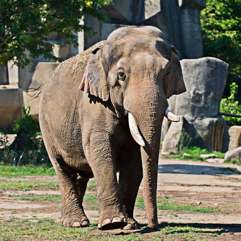 Columbus Zoo and Aquarium - Behind-the-Scenes | Columbus zoo, Animals, Cincinnati zoo