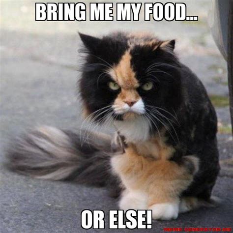 How I Feel About Dieting--A Cat Meme Story — Ariele Sieling