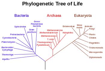 Last universal common ancestor - Alchetron, the free social encyclopedia