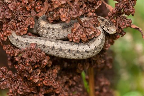 11 Brown Snakes in Tennessee - A-Z Animals