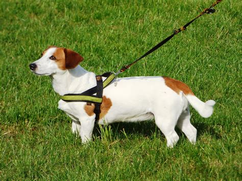 Dog Walking Tips to Increase Stimulation and Socialization