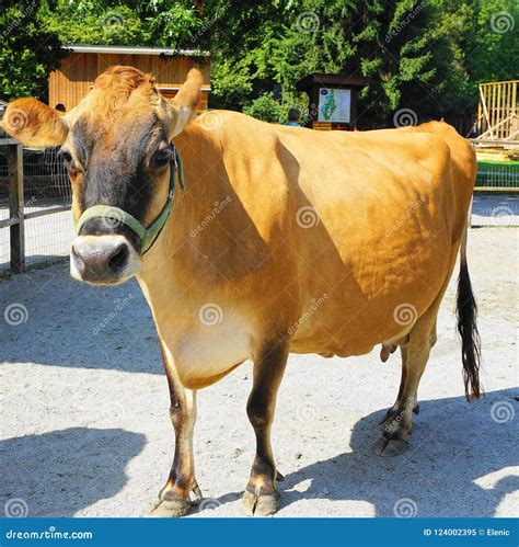 Brown Cow on the Farm. stock image. Image of cattle - 124002395