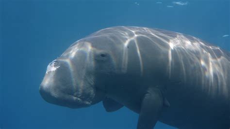 Dugong and seagrass conservation on the agenda for Pacific island range ...