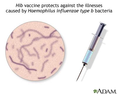 Hib immunization (vaccine): MedlinePlus Medical Encyclopedia Image