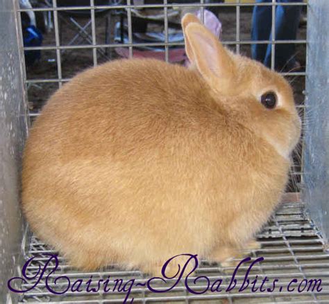 Rabbit Coat Color Genetics. Five main genes behind rabbit colors