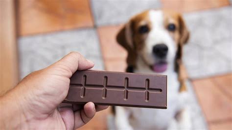 50 Dog Names Meaning Chocolate | Our Fit Pets